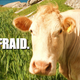 Illustration for article titled 'Cow Week' is even deadlier, awesomer than shark week